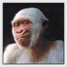 Hi-Qmonkey.jpg